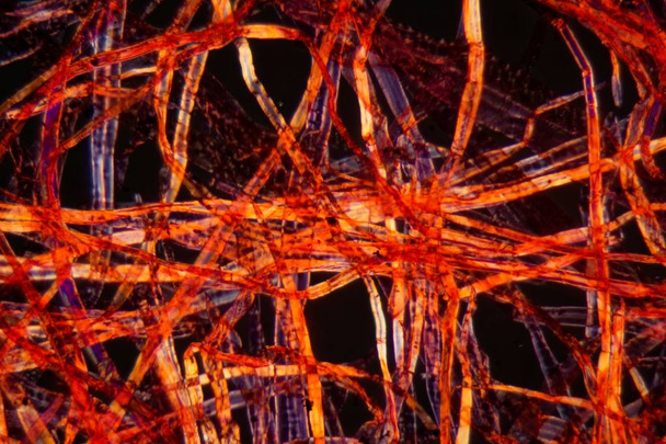 顕微鏡下の赤いプラスチック繊維 - 写真・画像
