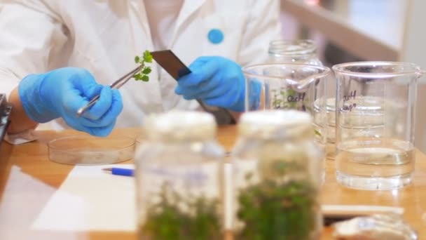 Biotechnologie und Gentechnik - eine Frau arbeitet mit Pflanzenproben im Reagenzglas und berührt es mit einem Lineal - Filmmaterial, Video