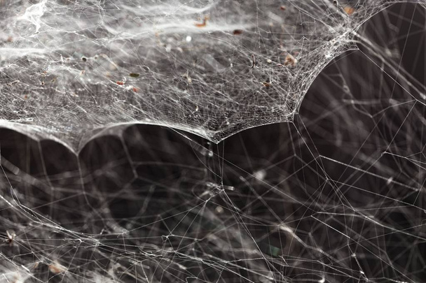Síť Spider s černým pozadím - Fotografie, Obrázek