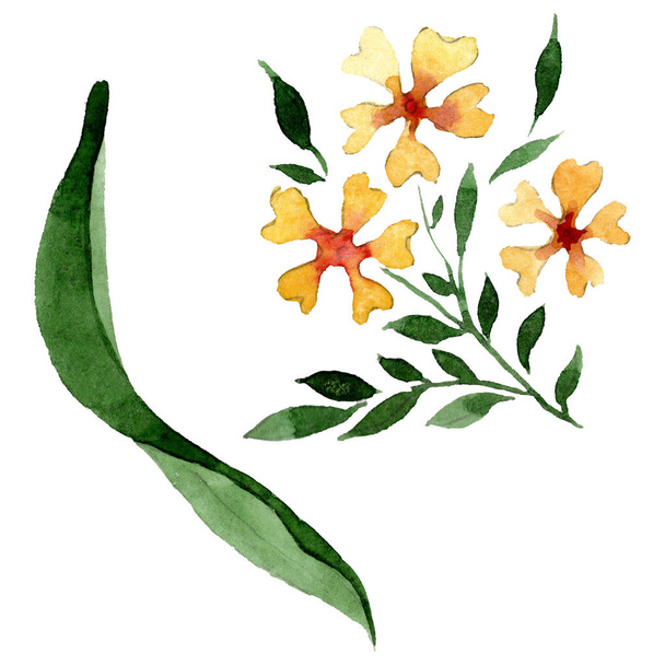 Ornament floral botanical flowers. Watercolor background illustration set. Isolated flower illustration element. - Zdjęcie, obraz