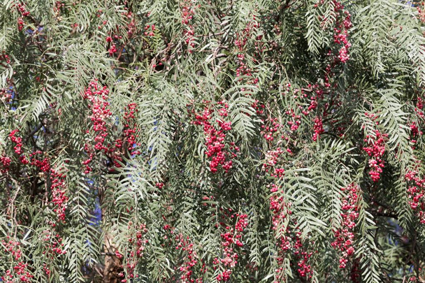 Червоні ягоди перуанської перцю (Шеллін MOLLE)  - Фото, зображення