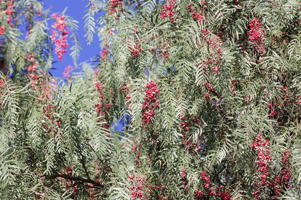 rote Beeren eines peruanischen Pfefferbaums (schinus molle) - Foto, Bild