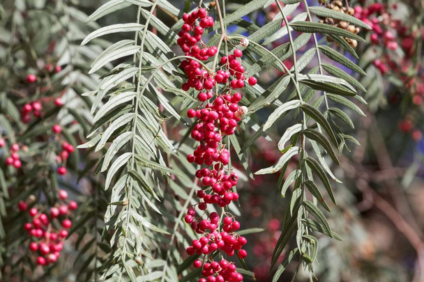 rote Beeren eines peruanischen Pfefferbaums (schinus molle) - Foto, Bild