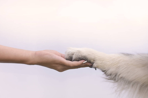 animal paw in human hand - Foto, Imagen