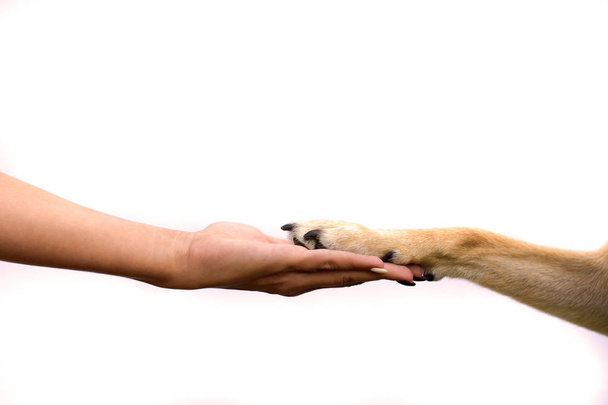 animal paw in human hand - Zdjęcie, obraz