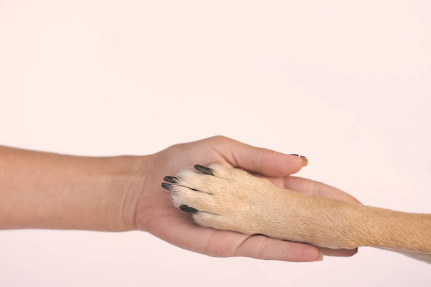 animal paw in human hand - Zdjęcie, obraz