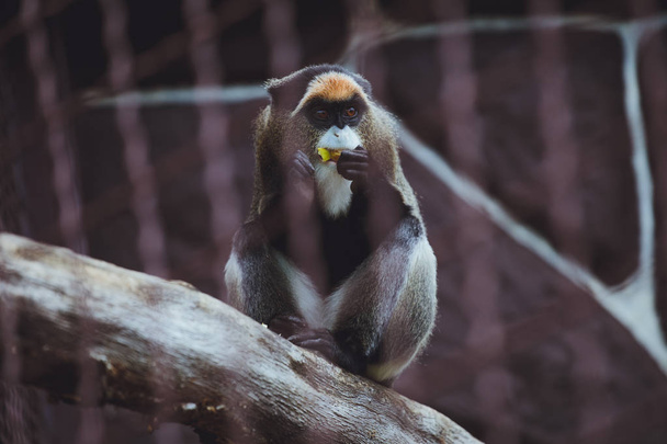Beautiful monkey sits eats in a zoo - Фото, изображение