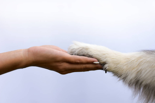 animal paw in human hand  - Foto, Bild