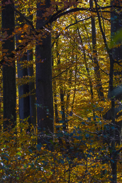 beech forest - Fotoğraf, Görsel
