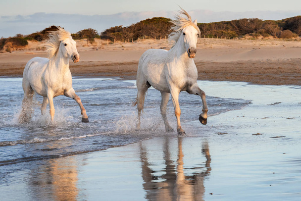 Witte paarden in Camargue (Frankrijk). - Foto, afbeelding