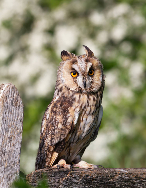 Long-eared Owl neergestreken op een post tegen groene achtergrond - Foto, afbeelding