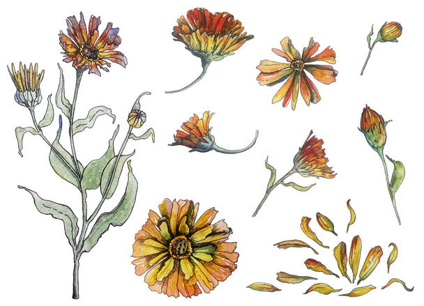 Dried calendula flowers for home made healthcare, such as tinctures, tea, soap, oil etc - Photo, Image