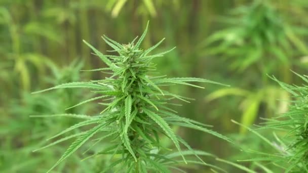 Rośliny marihuany na wolnym powietrzu - pole uprawne marihuany - Materiał filmowy, wideo