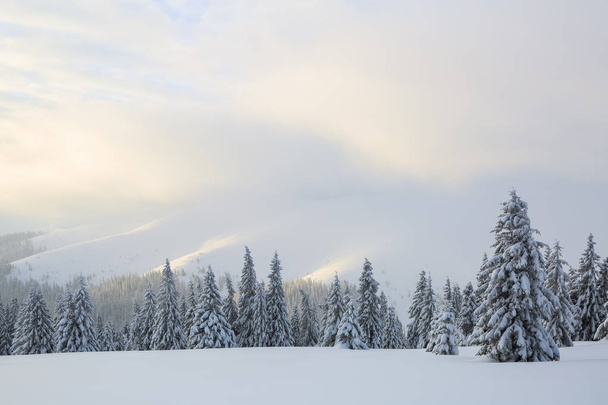Sul prato coperto di neve i bei alberi sono in piedi versati con fiocchi di neve nella gelida giornata invernale. Alte montagne
. - Foto, immagini