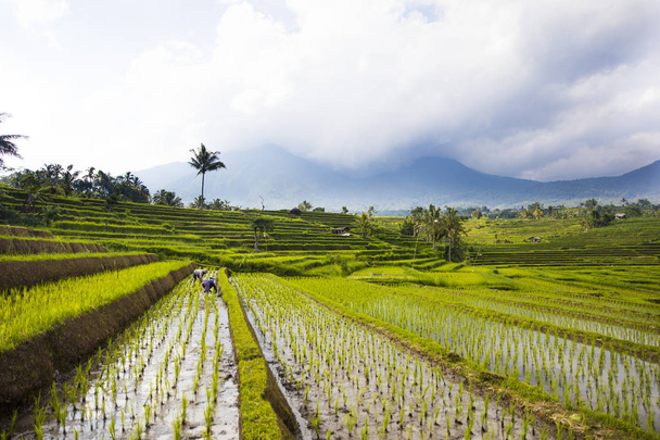 Rýžová pole Jatiluwih na jihovýchodě Bali - Fotografie, Obrázek