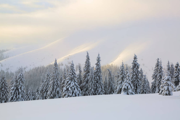 Sun rays enlighten the snowy lawn with fair trees. Majestic winter scenery. High mountain. - Photo, image