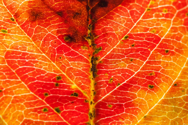 Gros plan automne automne extrême macro texture vue de rouge orange vert feuille arbre feuille lueur dans soleil arrière-plan
 - Photo, image