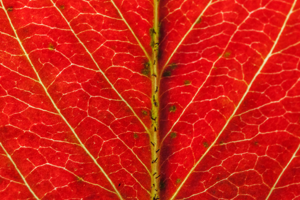 Closeup podzim, pohled na texturové textury červeného oranžového dřevěného listu se stromem na slunci v pozadí - Fotografie, Obrázek