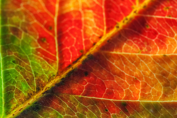 Primer plano otoño caída extrema macro textura vista de color rojo naranja hoja de madera verde árbol resplandor en el fondo del sol
 - Foto, Imagen