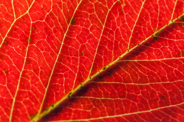 Primer plano otoño caída extrema macro textura vista de color rojo naranja hoja de madera verde árbol resplandor en el fondo del sol
 - Foto, Imagen