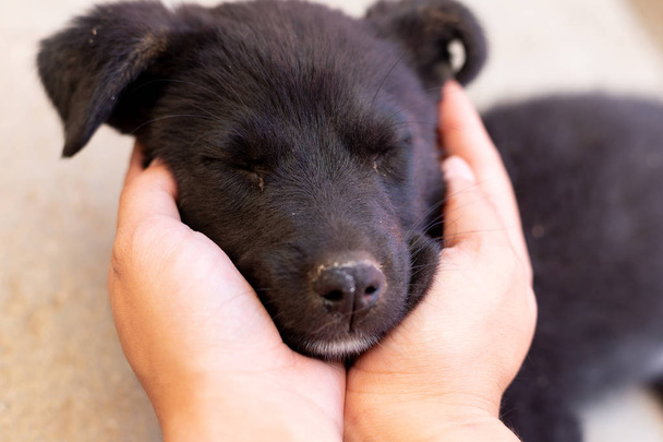 Lempeä musta pentu silmät kiinni ilman rotu kadulla - koditon koira adoptoitavaksi
 - Valokuva, kuva