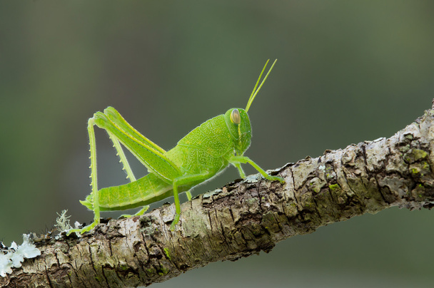 Grasshopper nymph - Photo, Image