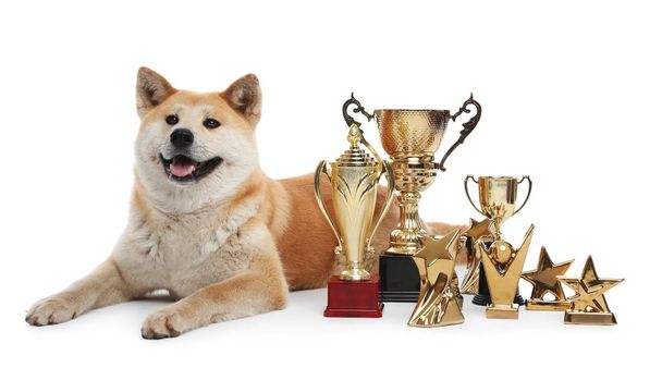 Adorable Akita Inu dog with champion trophies on white background - Φωτογραφία, εικόνα