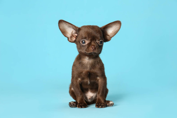 Cute small Chihuahua dog on light blue background - Photo, Image
