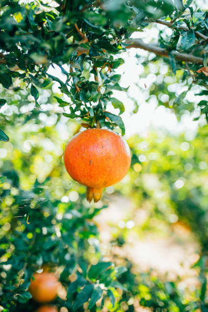 Punainen, oranssi ja kypsä granaattiomena hedelmiä roikkuu puun oksa. Oksa granaattiomena kukkia tai kukkia. Punainen, appelsiini ja kypsä granaattiomena hedelmät roikkuu puun oksa
.  - Valokuva, kuva