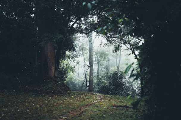 Forêt le matin Le chemin de la forêt
  - Photo, image