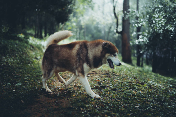 My dog walks in the forest in the morning - Fotoğraf, Görsel