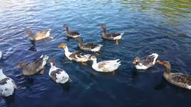 Група качок плавати в озері і їдять туристи, поп-кукурудза і занурені у воду, їдять мох, який був знятий в туристичному містечку Джермук, Вірменія. - Кадри, відео