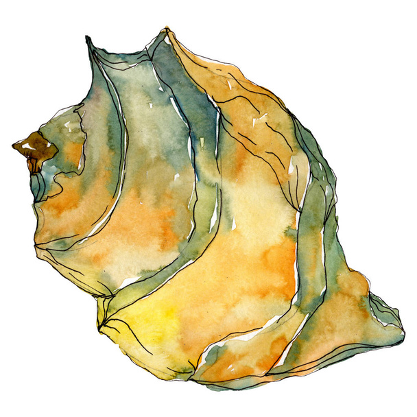 Summer beach seashell tropical elements. Watercolor background illustration set. Isolated shells illustration element. - Φωτογραφία, εικόνα