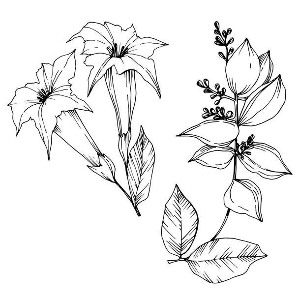Το διάνυσμα τροπικά λουλούδια και φύλλα απομονωμένα. Μαύρο και άσπρο χαραγμένο μελάνι τέχνης. Μεμονωμένο στοιχείο απεικόνισης φυτών. - Διάνυσμα, εικόνα