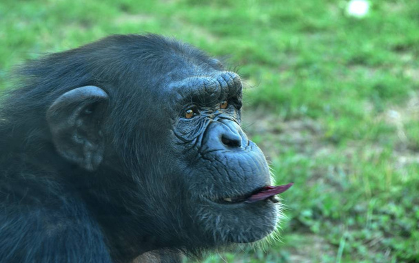 chimpancé asfixiante en el zoológico en verano
 - Foto, Imagen