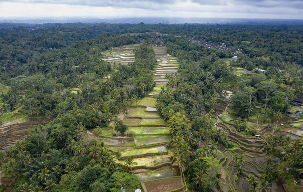 Luchtfoto van het Rijstterras van Tegallalang. Ubud Bali-Indonesië - Foto, afbeelding