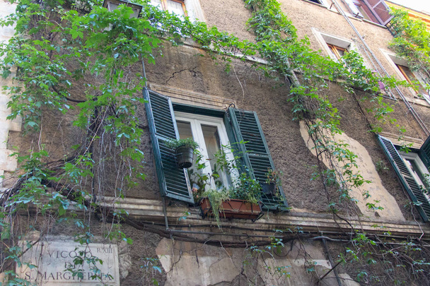 eine alte Hauswand mit Fenstern und herumwachsenden Pflanzen. - Foto, Bild