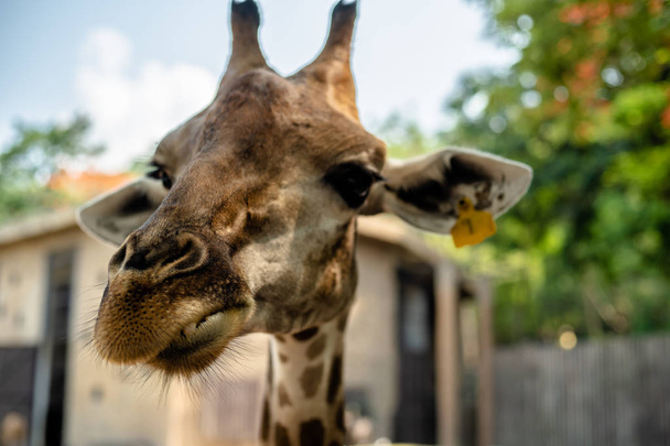 retrato de jirafa sobre fondo verde de la naturaleza. El concepto de animales en el zoológico de Tailandia
 - Foto, Imagen