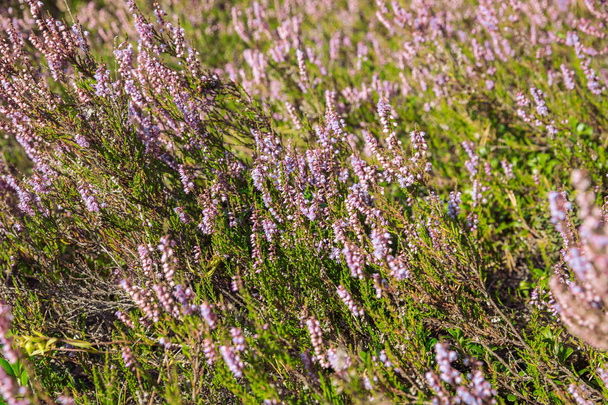 Bunch of purple scotch heather (Calluna vulgaris, erica, ling