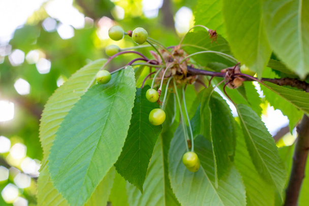 Зеленый созревает на сладкой ветви вишни в саду весной и летом на фоне листьев
 - Фото, изображение