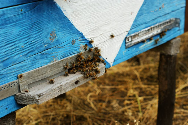 Méhek a régi kaptár bejáratánál. Méhek térnek vissza a méz gyűjtése - Fotó, kép