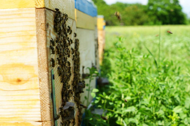 古い巣の入り口でミツバチ。ミツバチはミツバチのコレクションから戻っています - 写真・画像