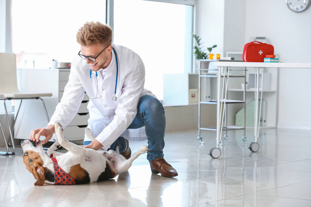 Veterinarian playing with cute dog in clinic - 写真・画像