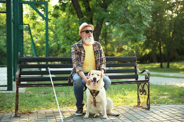 Τυφλός ώριμος άνθρωπος με σκύλος οδηγός κάθεται στο παγκάκι στο πάρκο - Φωτογραφία, εικόνα