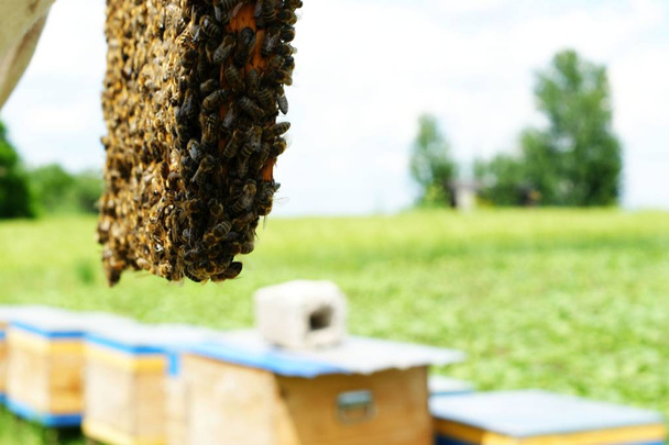 Бджоляр тримає медовий комбінат повний бджіл і меду
 - Фото, зображення