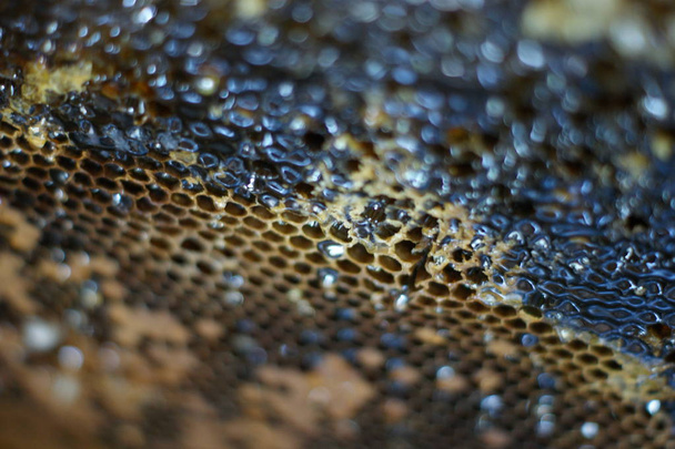 Hunajakennoja hunajalla. Luonnollinen tausta. Nektari Mehiläishoito - Valokuva, kuva