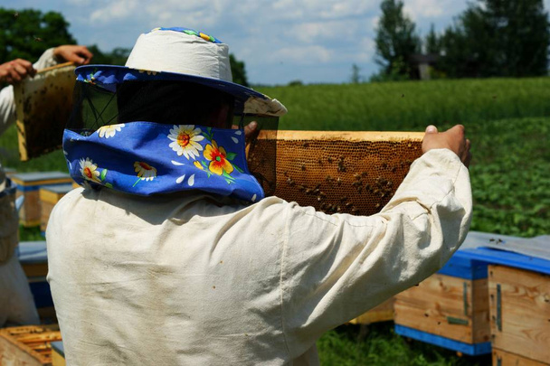 Apicultor sosteniendo panal lleno de abejas y miel
 - Foto, imagen