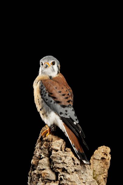 Oszałamiający portret amerykańskiej Kestrel Falconidae w Studio setti - Zdjęcie, obraz