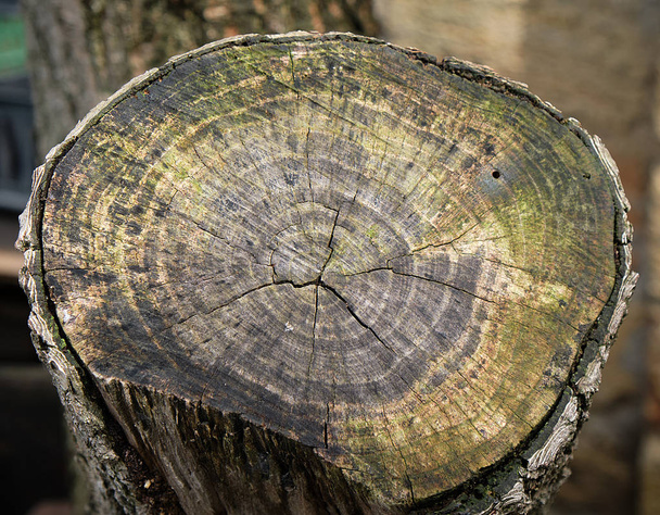 kayısı ağacı üzerinde eski bir kütük bölümü - Fotoğraf, Görsel