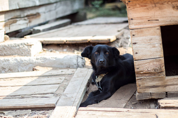 perro negro se sienta en una cadena cerca de la perrera
 - Foto, Imagen